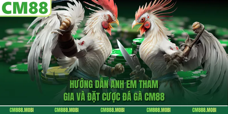 Hướng dẫn anh em tham gia và đặt cược đá gà CM88