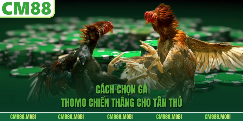 Cách Chọn Gà Thomo Chiến Thắng Cho Tân Thủ