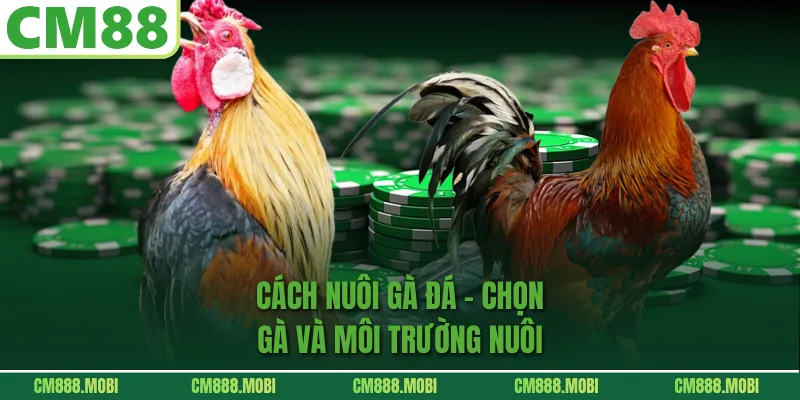 Cách Nuôi Gà Đá - Chọn Gà và Môi Trường Nuôi