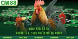 Cách Nuôi Gà Đá Chuẩn Từ A-Z Cho Người Mới Tại CM88