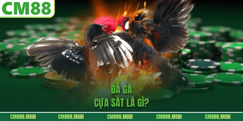 Đá Gà Cựa Sắt Là Gì?